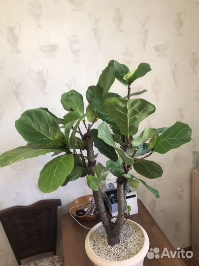 Фикус лировидный лирата