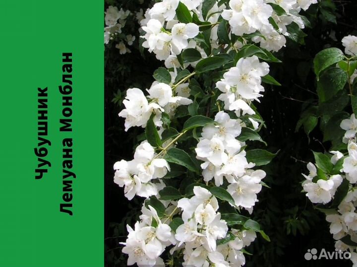 Чубушник Лемуана Монблан