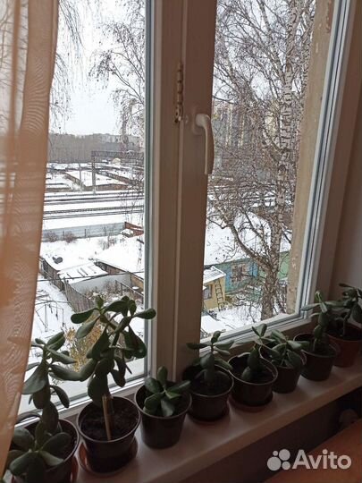 Крассула толстянка