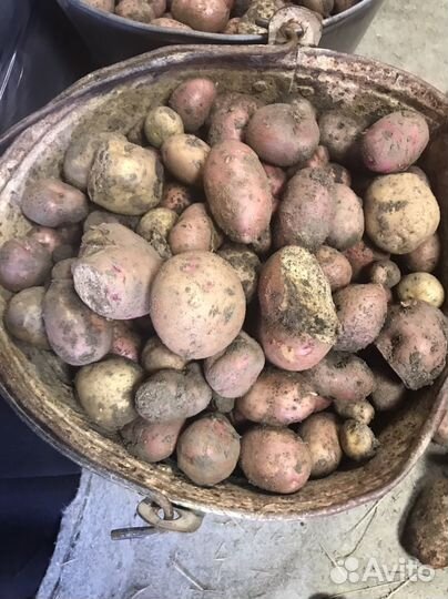 Картофель мелкий