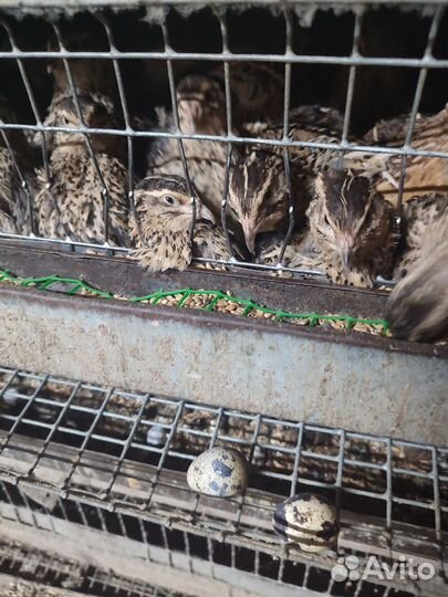 Яйца перепелиные инкубационное