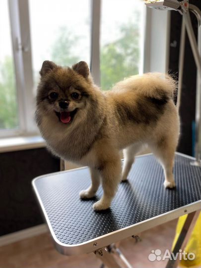 Щенок шпица