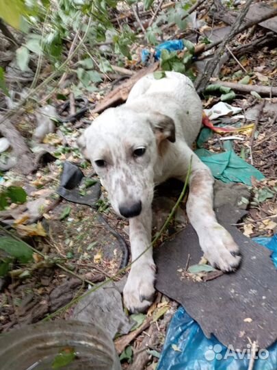 Малышка ищет дом