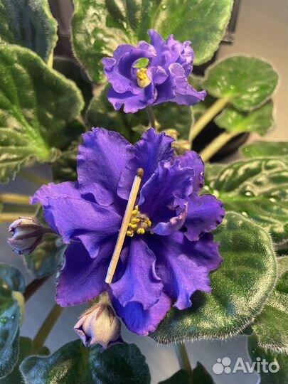 Фиалка Arctic Frost sp лист с корнями