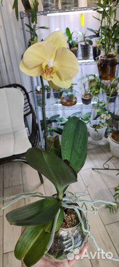 Орхидея фаленопсис