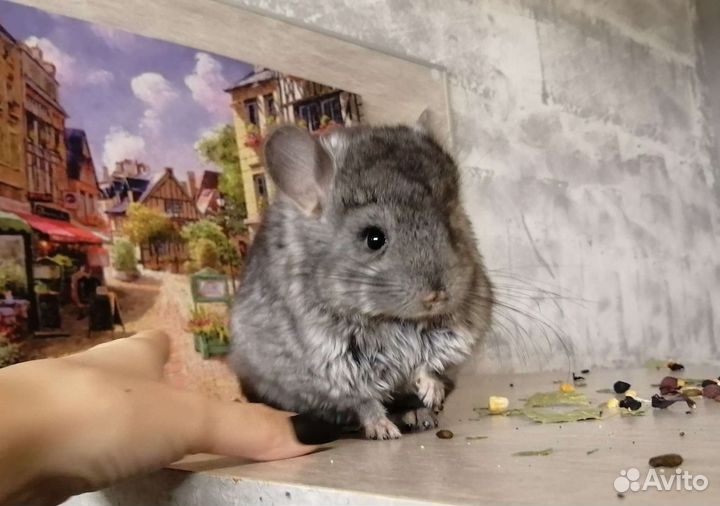 Шиншилла из домашнего питомника