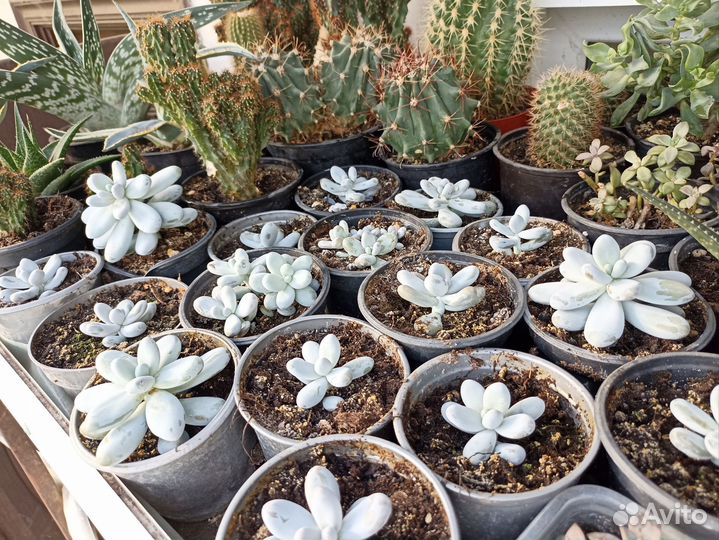 Кактусы и суккуленты