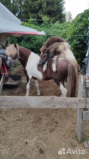 Пони на случку