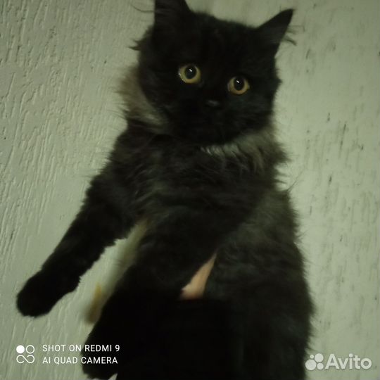 Кошка в дар