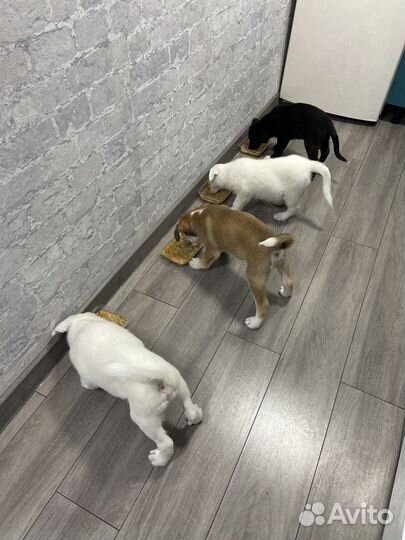 Помесь питбуля с хаски