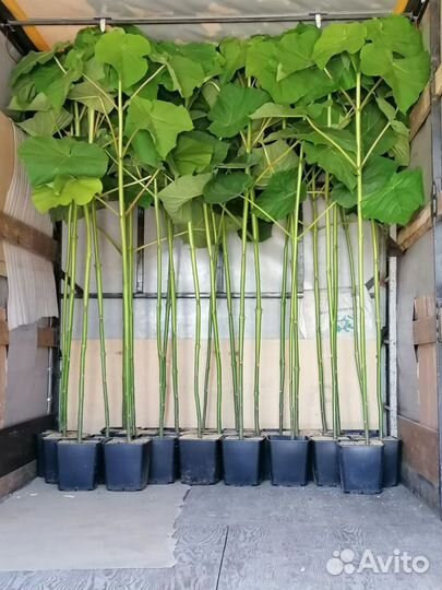 Саженцы павловнии Шан Тонг, зкс