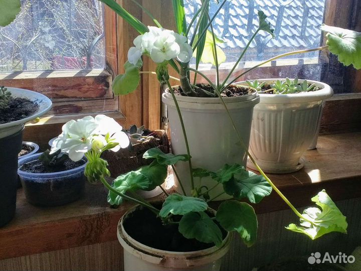 Черенки герани/пеларгонии