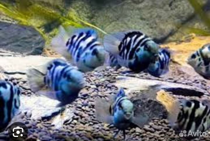 Аквариумные рыбки.Сомики Анциструсы Супер Ред