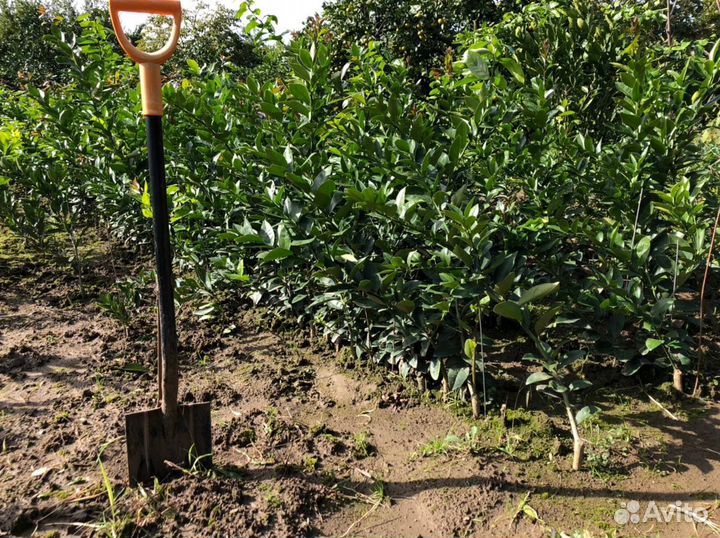 Саженцы цитрусовых