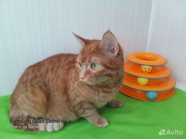 Огненно рыжая зеленоглазая молодая кошка в дар