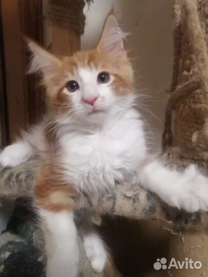 Котята мейн-кун