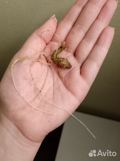 Клубнень алоказия полли