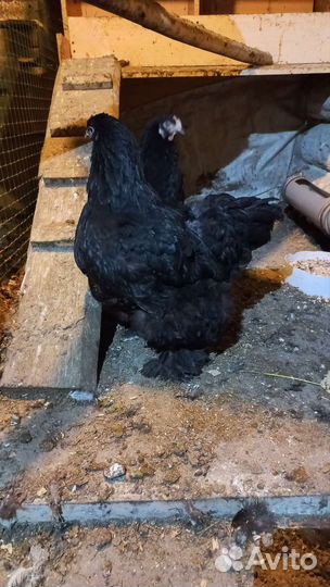 Инкубационное яйцо кур