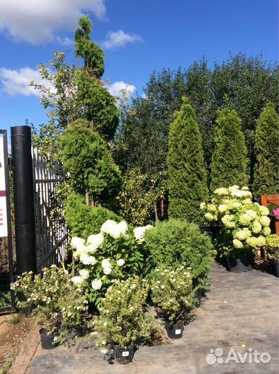 Лиственные деревья и кустарники