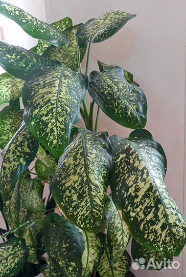 Диффенбахия