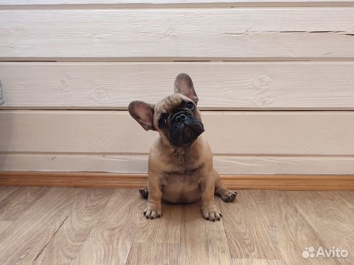 Щенок французского бульдога
