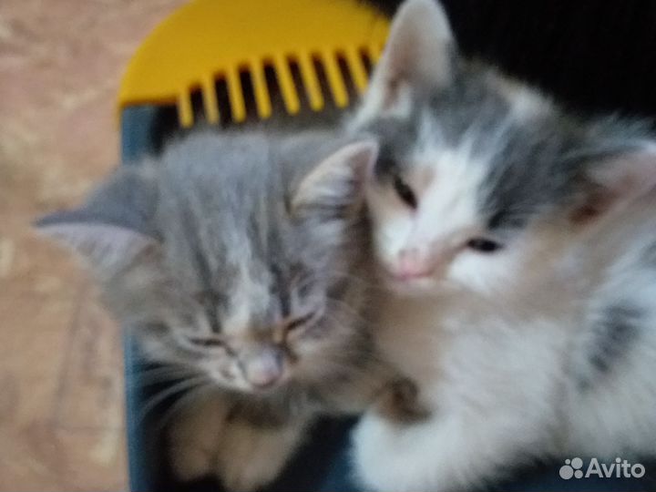 Отдам в добрые руки