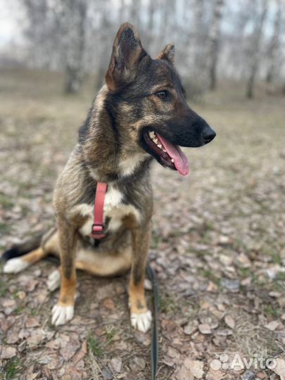 Собака небольшая Тиша в дар