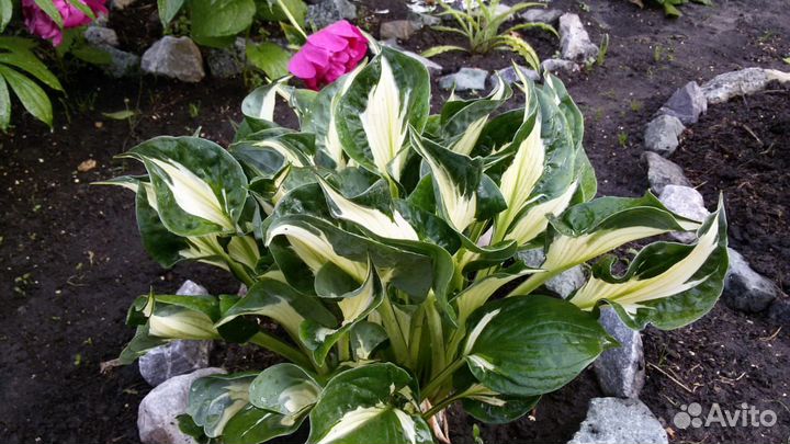 Хосты коллекционные