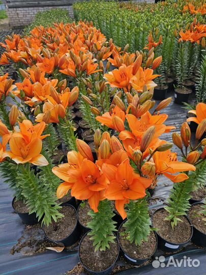 Саженцы лилии