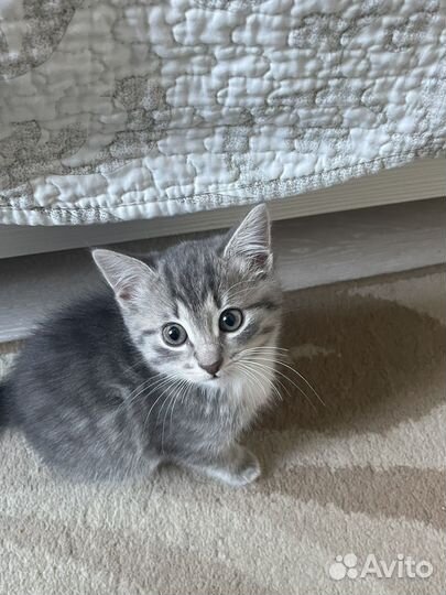 Домашние животные