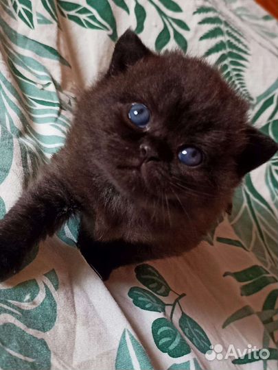 Британские котята