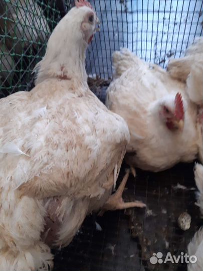 Цыплята бройлеры кобб 500