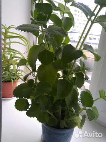 Домашняя мята