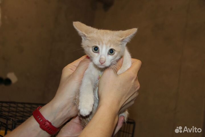 Котенок