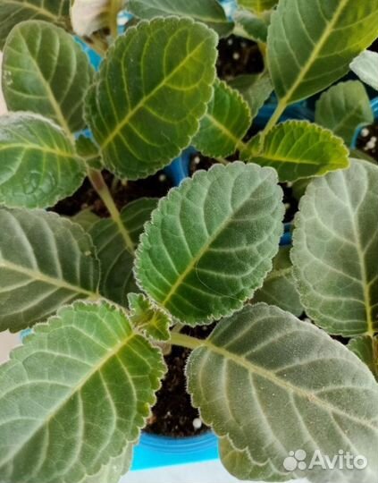 Глоксиния махровая