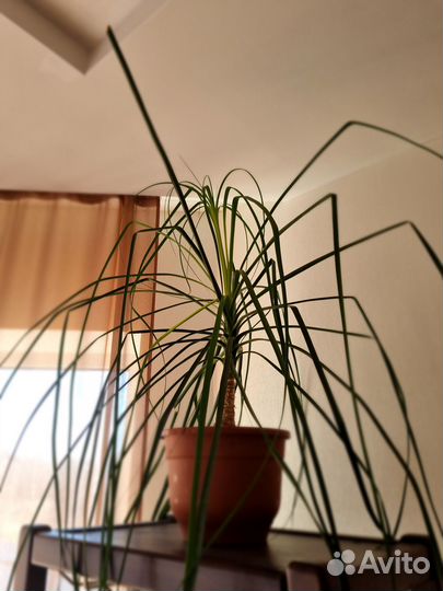 Нолина/бокарнея/слоновья нога