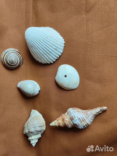 Морские ракушки раковины