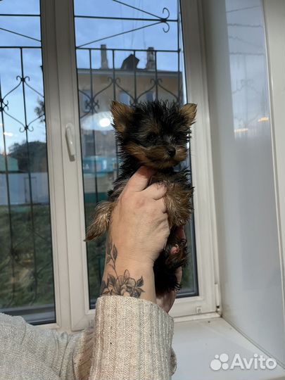 Йоркширский терьер