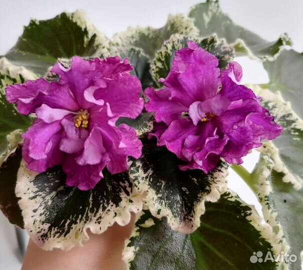 Фиалки сортовые
