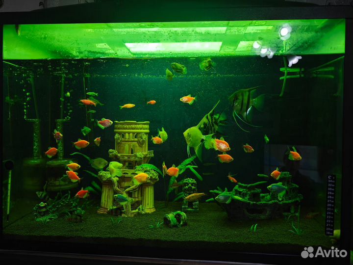 Аквариум с рыбками 150 литров