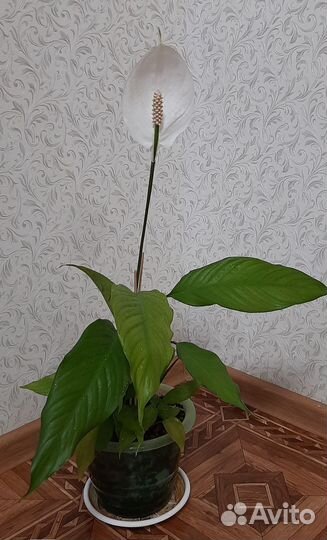 Спатифиллум