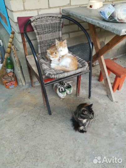 Котята