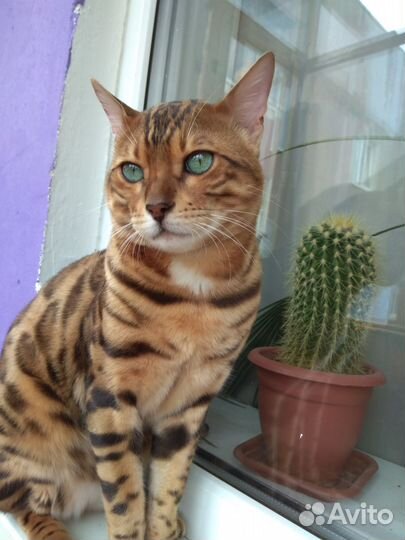 Вязка с котом бенгалом