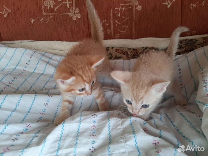 Гладкошерстные котята