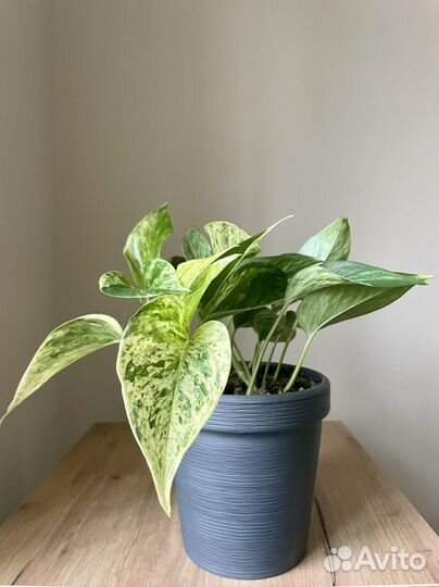 Сциндапсус