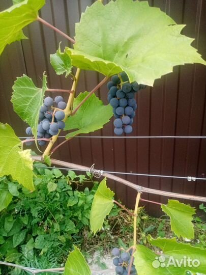 Виноград, саженцы, морозостойкие и укрывные сорта