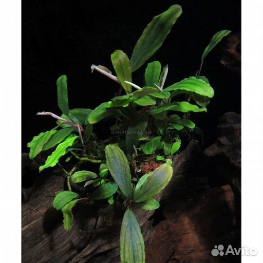 Аквариумные растения, креветки вишня