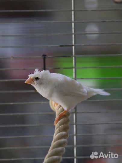 Японские амадины