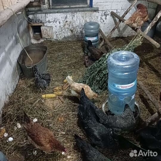 Домашние куриные яйца