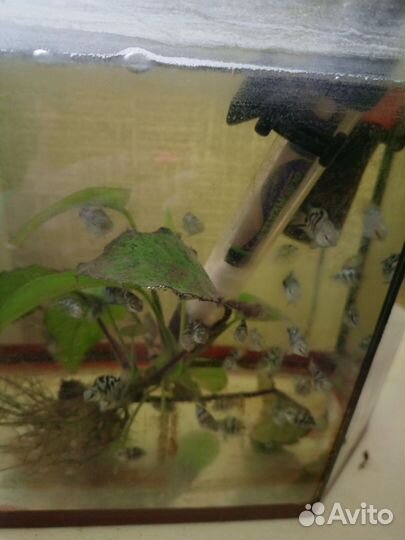 Тигровый попугай (Цихлида)